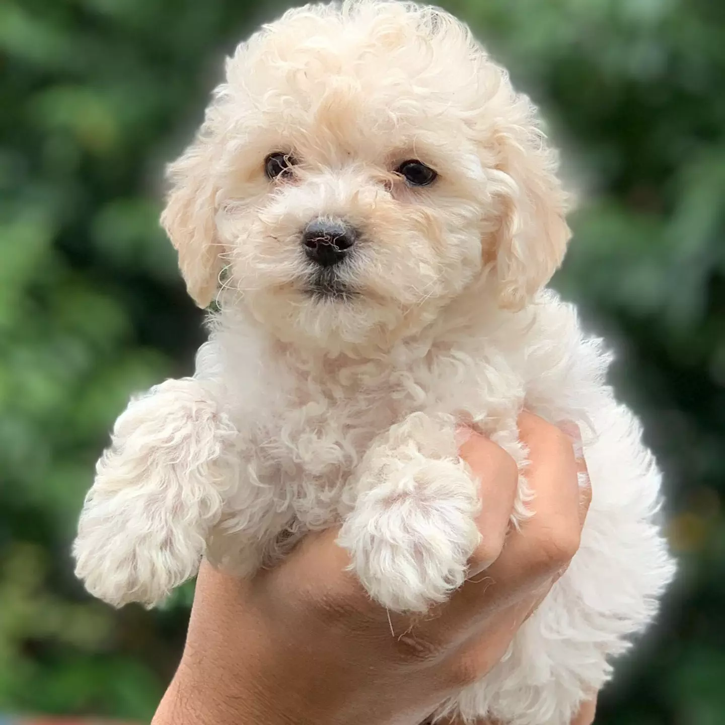 Türünün En Iyisi Dişi Maltipoo Yavrumuz 3