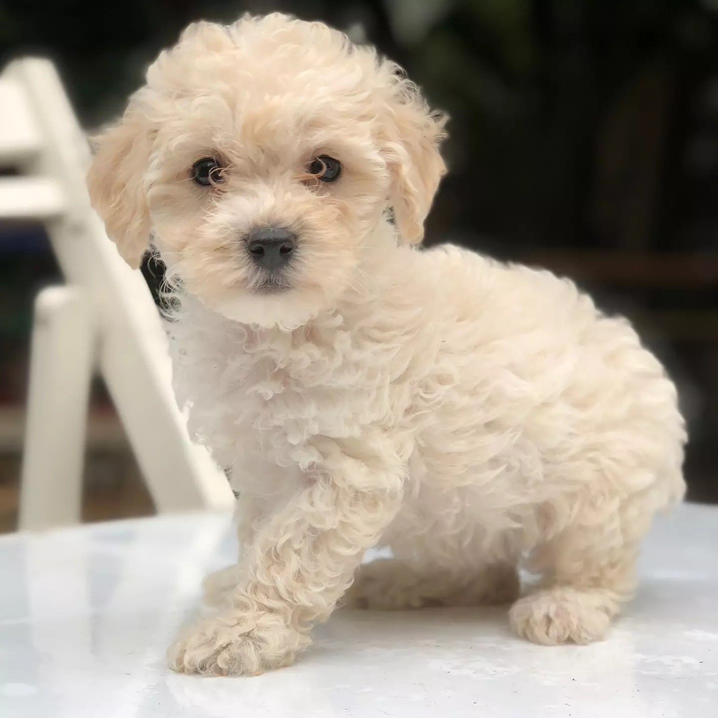 Türünün En Iyisi Dişi Maltipoo Yavrumuz 2