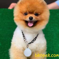 Türünün En Iyisi Pomeranian BOO 1