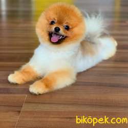 Türünün En Iyisi Pomeranian BOO 4
