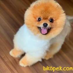 Türünün En Iyisi Pomeranian BOO 2