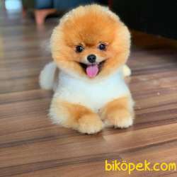 Türünün En Iyisi Pomeranian BOO 3