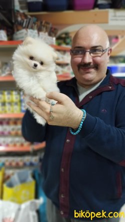 Oyuncak Gibi Mükemmel Güzellikte Pomeranian Yavrusu Mevcuttur 5