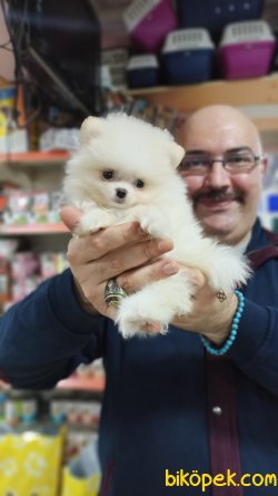 Oyuncak Gibi Mükemmel Güzellikte Pomeranian Yavrusu Mevcuttur 1