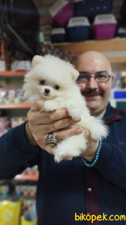 Oyuncak Gibi Mükemmel Güzellikte Pomeranian Yavrusu Mevcuttur 2