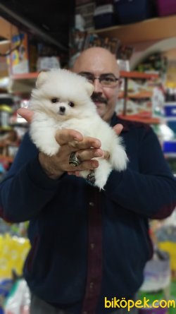 Oyuncak Gibi Mükemmel Güzellikte Pomeranian Yavrusu Mevcuttur 4