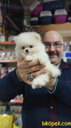 Oyuncak Gibi Mükemmel Güzellikte Pomeranian Yavrusu Mevcuttur 3