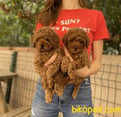 Tuvalet Eğitimli Dişi Toy Poodle