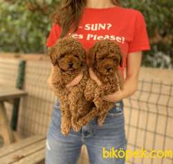 Tuvalet Eğitimli Dişi Toy Poodle 3