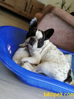Tuvalet Eğitimli French Bulldog 1