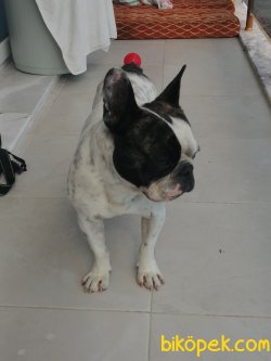 Tuvalet Eğitimli French Bulldog 2