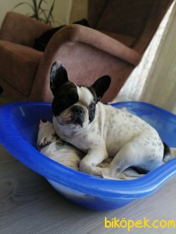 Tuvalet Eğitimli French Bulldog 3