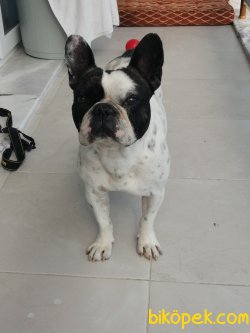 Tuvalet Eğitimli French Bulldog 4