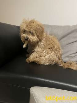 TUVALET EGITIMLI MALTIPOO 1