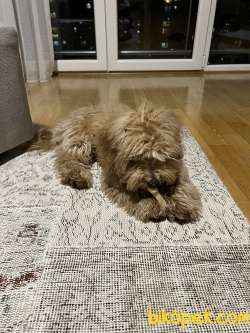 TUVALET EGITIMLI MALTIPOO 3