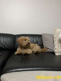 TUVALET EGITIMLI MALTIPOO 2