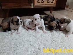 Tuvalet Eğitimli Manisa 3