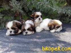 Tüy Dökmeme Özeliğine Sahip Shih Tzu Yavrularımız 4