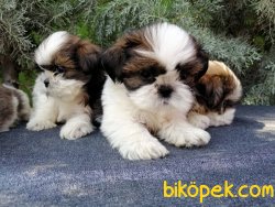 Tüy Dökmeme Özeliğine Sahip Shih Tzu Yavrularımız 1