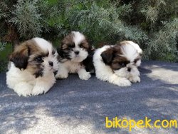 Tüy Dökmeme Özeliğine Sahip Shih Tzu Yavrularımız 2