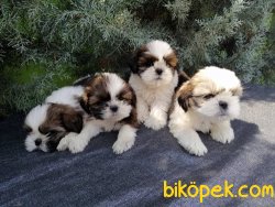 Tüy Dökmeme Özeliğine Sahip Shih Tzu Yavrularımız 5
