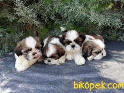Tüy Dökmeme Özeliğine Sahip Shih Tzu Yavrularımız 3