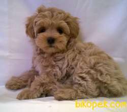 TÜY DÖKMEYEN 1.SINIFF MALTİPOO BEBEKLER 3