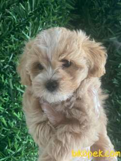 TÜY DÖKMEYEN 1.SINIFF MALTİPOO BEBEKLER 1
