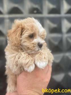 TÜY DÖKMEYEN IRK GARANTİLİ MALTİPOO BEBEKLER 1