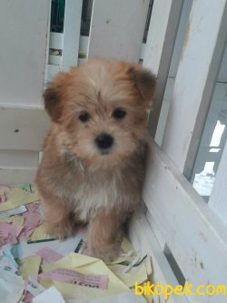 Tüy Dökmeyen Koku Yapmayan Tuvalet Eğitimli Morkie 3