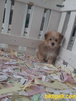 Tüy Dökmeyen Koku Yapmayan Tuvalet Eğitimli Morkie 2