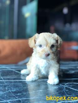 TÜY DÖKMEYEN MALTİPOO BEBEKLERİMİZ 3