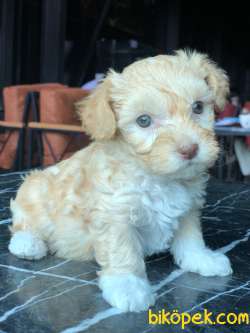 TÜY DÖKMEYEN MALTİPOO BEBEKLERİMİZ 2