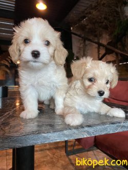 TÜY DÖKMEYEN MALTİPOO YAVRULAR 2