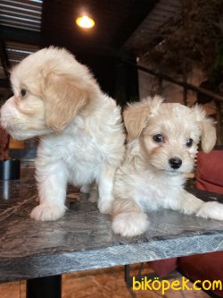 TÜY DÖKMEYEN MALTİPOO YAVRULAR 3
