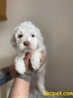 TÜY DÖKMEYEN MALTİPOO YAVRULAR 4