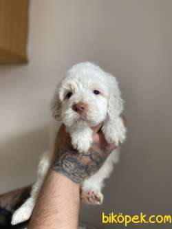 TÜY DÖKMEYEN MALTİPOO YAVRULAR 3