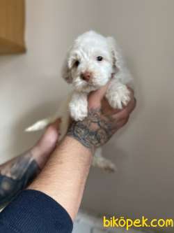 TÜY DÖKMEYEN MALTİPOO YAVRULAR 5