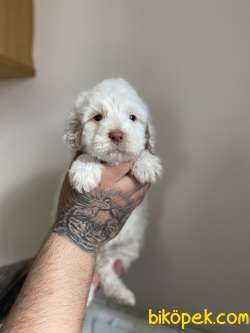 TÜY DÖKMEYEN MALTİPOO YAVRULAR 2