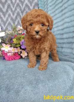 TÜY DÖKMEYEN MALTİPOO YAVRULARIMIZ 3