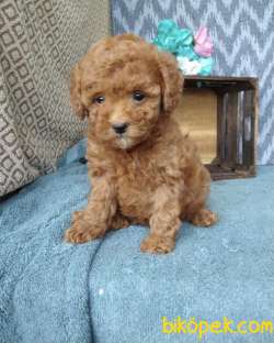 TÜY DÖKMEYEN MALTİPOO YAVRULARIMIZ 1