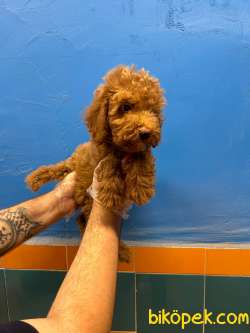 TÜY DÖKMEYEN MUHTEŞEM TOY POODLE BEBEKLER 1