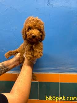 TÜY DÖKMEYEN MUHTEŞEM TOY POODLE BEBEKLER 3