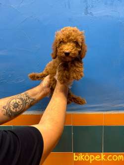 TÜY DÖKMEYEN MUHTEŞEM TOY POODLE BEBEKLER 2