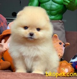 Tüy Dökmeyen Pomeranian Boo Yavruları Safkan 3