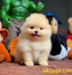 Tüy Dökmeyen Pomeranian Boo Yavruları Safkan 2