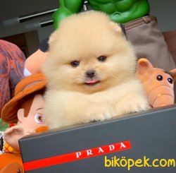 Tüy Dökmeyen Pomeranian Boo Yavruları Safkan 4