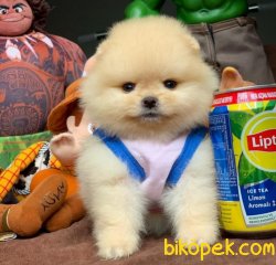 Tüy Dökmeyen Pomeranian Boo Yavruları Safkan 1