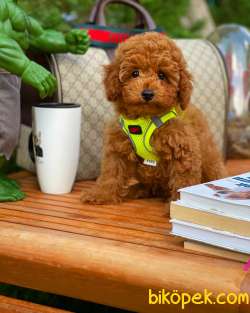 TÜY DÖKMEYEN RED BROWN TOY POODLE 2