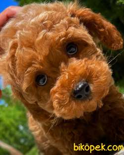 TÜY DÖKMEYEN RED BROWN TOY POODLE 1